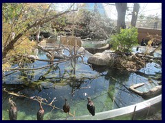 L'Oceanogràfic Oceanarium 081 - the aviary